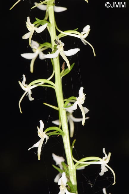 Platanthera kuenkelei subsp. kuenkelei var. sardoa = Platanthera kuenkelei var. sardoa