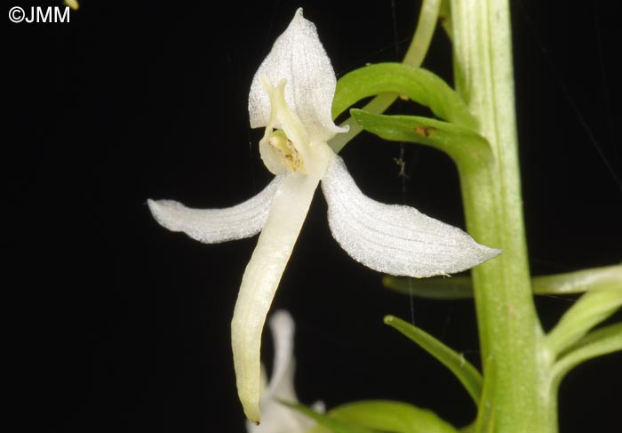 Platanthera kuenkelei subsp. kuenkelei var. sardoa = Platanthera kuenkelei var. sardoa