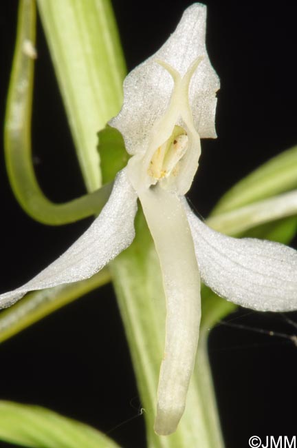 Platanthera kuenkelei subsp. kuenkelei var. sardoa = Platanthera kuenkelei var. sardoa