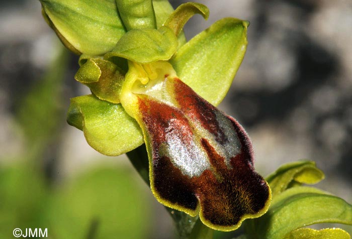 Ophrys sabulosa