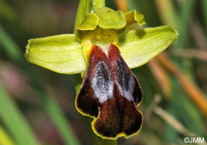 Ophrys sabulosa