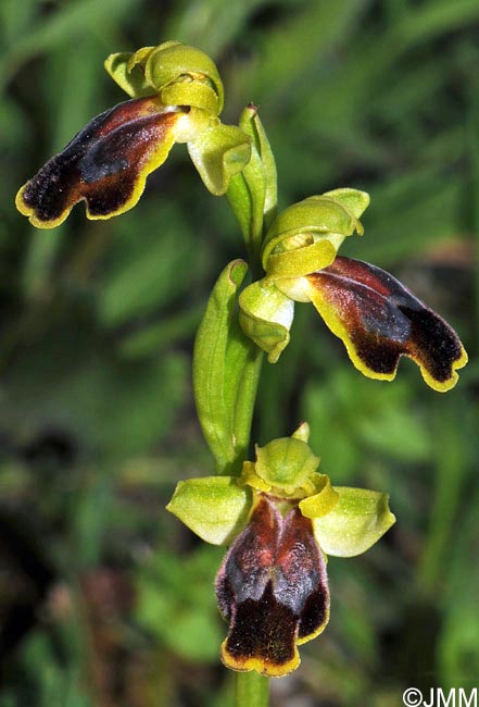 Ophrys sabulosa