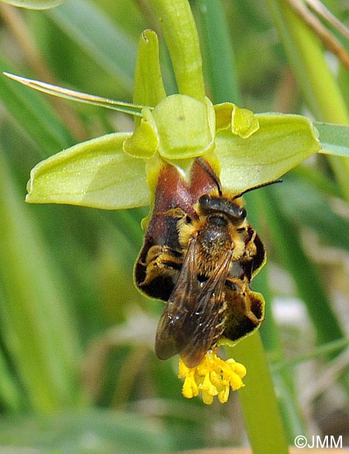 Ophrys sabulosa