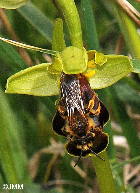 Ophrys sabulosa