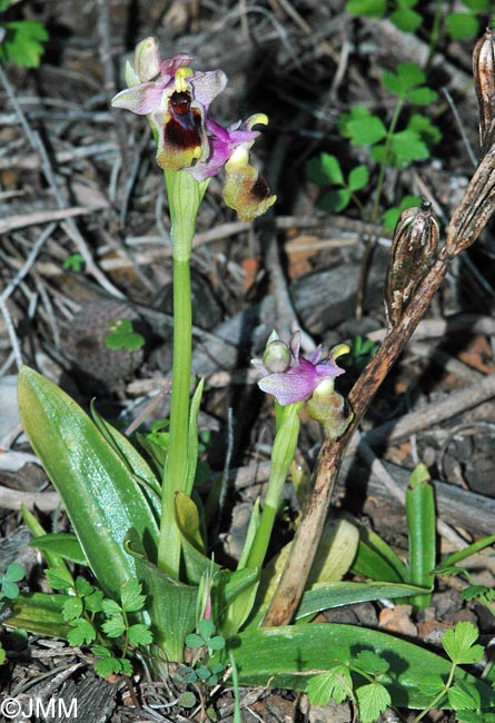 Ophrys dimidiata