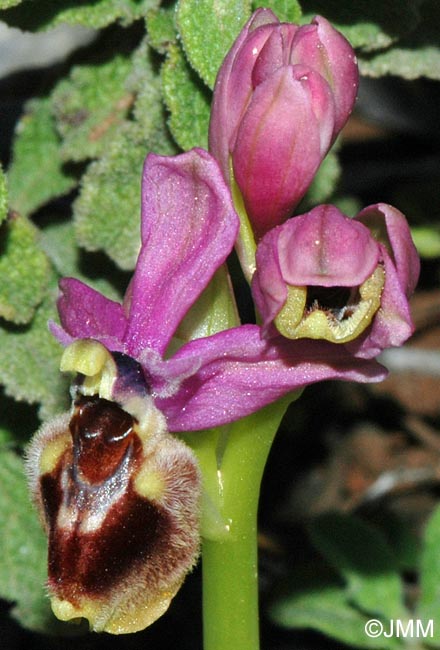 Ophrys dimidiata