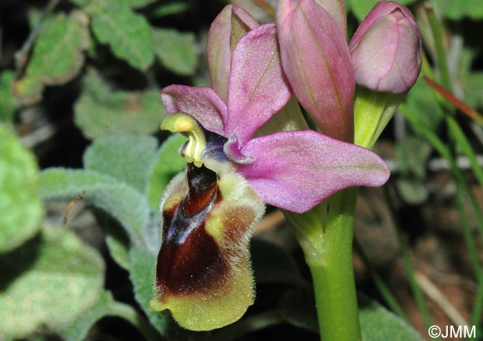 Ophrys dimidiata
