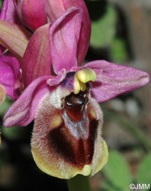 Ophrys dimidiata
