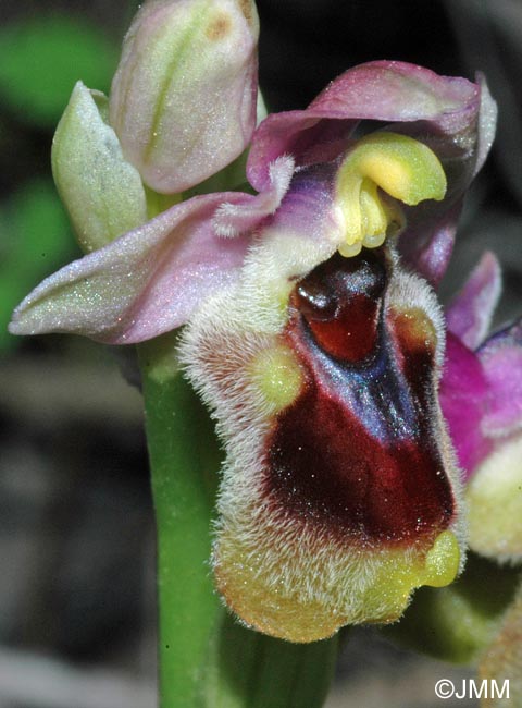 Ophrys dimidiata
