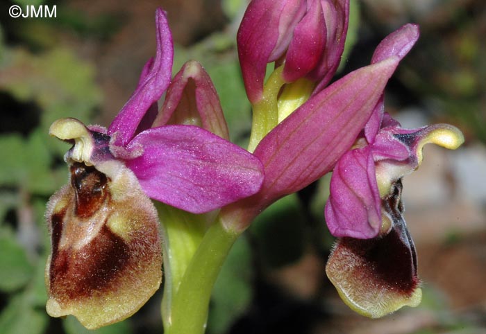 Ophrys dimidiata