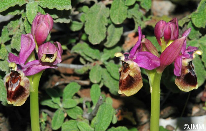 Ophrys dimidiata