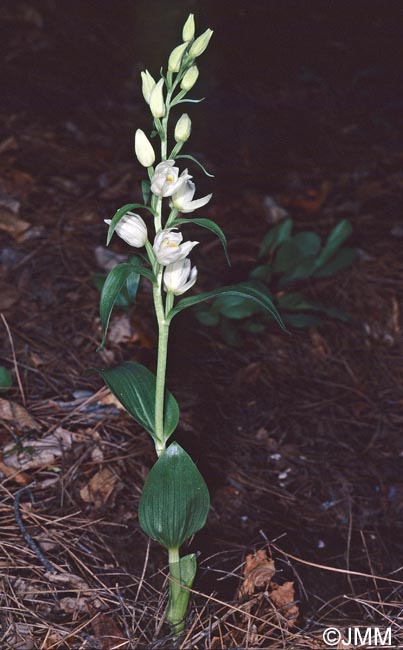 Cephalanthera kotschiana
