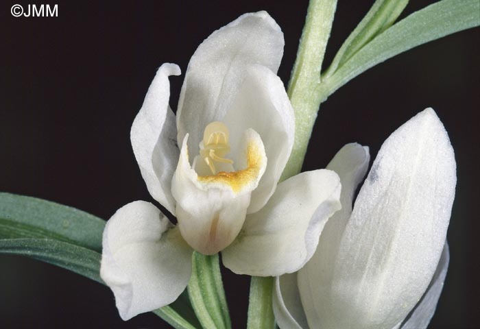 Cephalanthera kotschiana