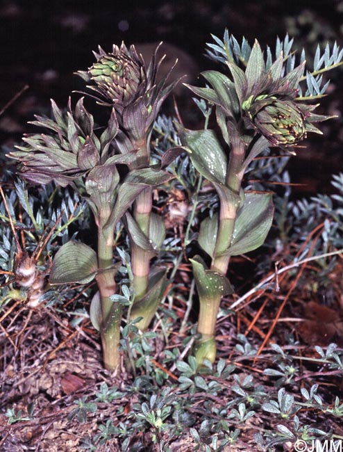 Epipactis condensata