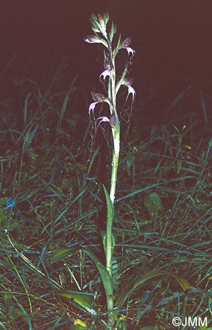 Himantoglossum comperianum = Comperia comperiana