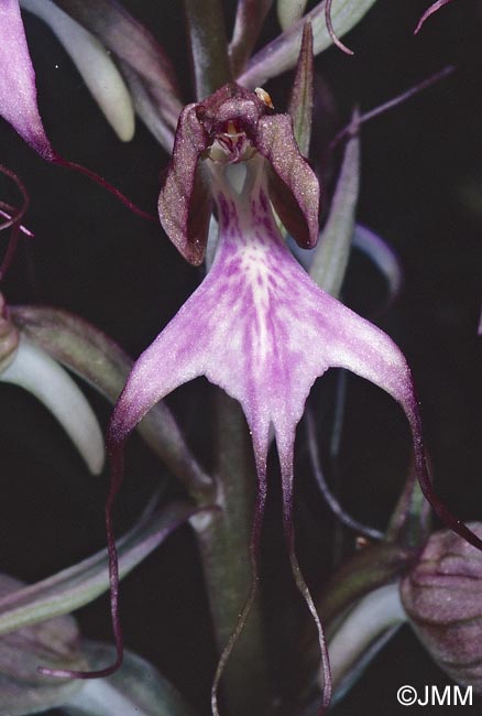 Himantoglossum comperianum = Comperia comperiana