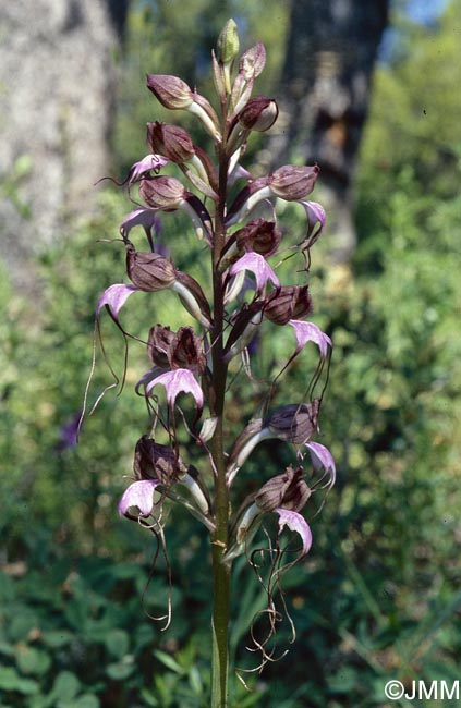 Himantoglossum comperianum = Comperia comperiana