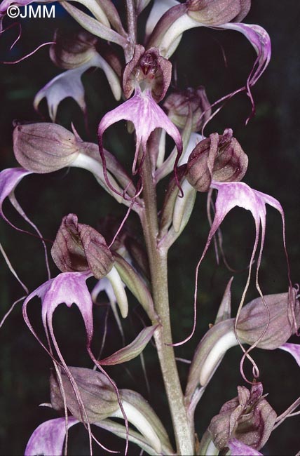 Himantoglossum comperianum = Comperia comperiana