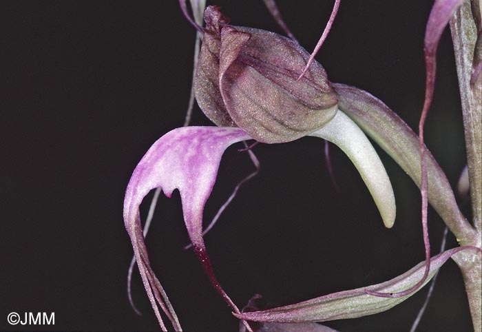 Himantoglossum comperianum = Comperia comperiana