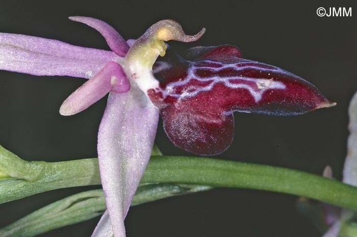 Ophrys amanensis