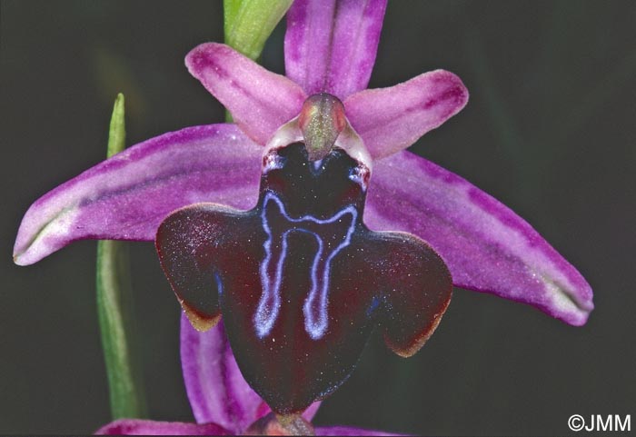 Ophrys amanensis