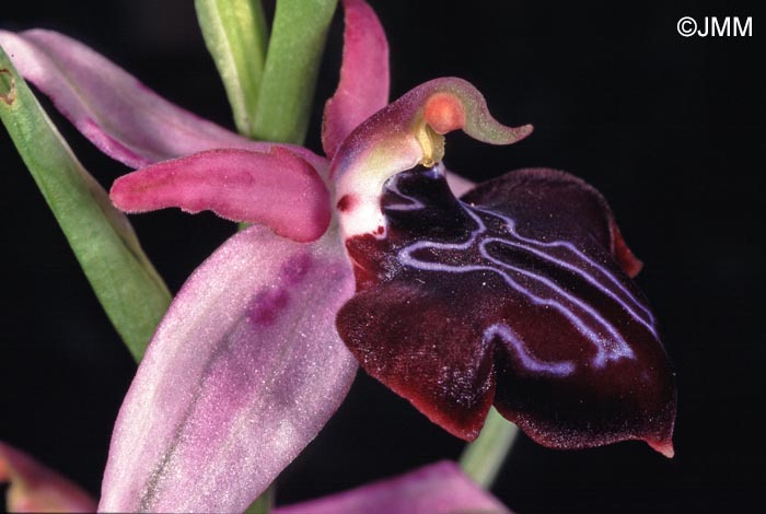 Ophrys amanensis