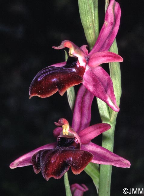 Ophrys amanensis