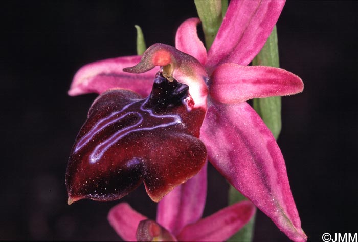 Ophrys amanensis
