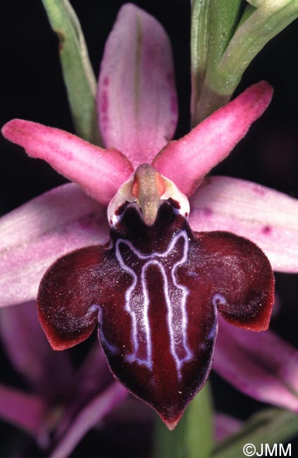 Ophrys amanensis