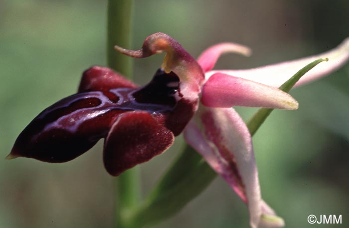 Ophrys amanensis