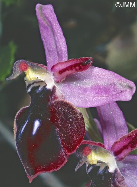Ophrys antiochiana
