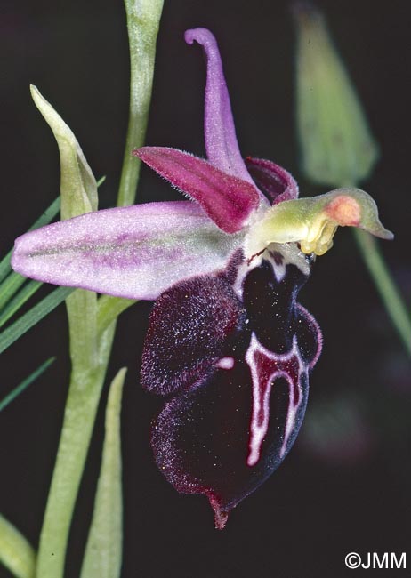 Ophrys antiochiana