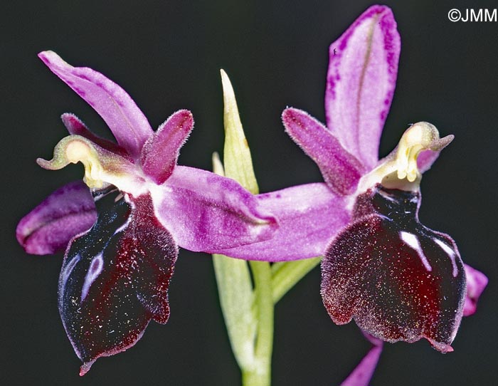 Ophrys antiochiana