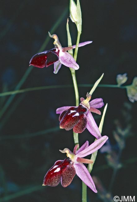 Ophrys antiochiana