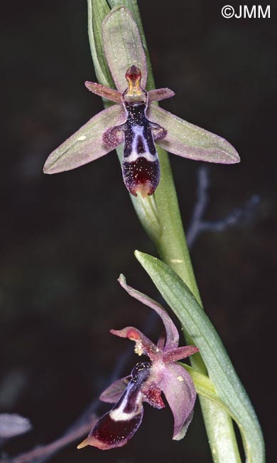 Ophrys cilicica