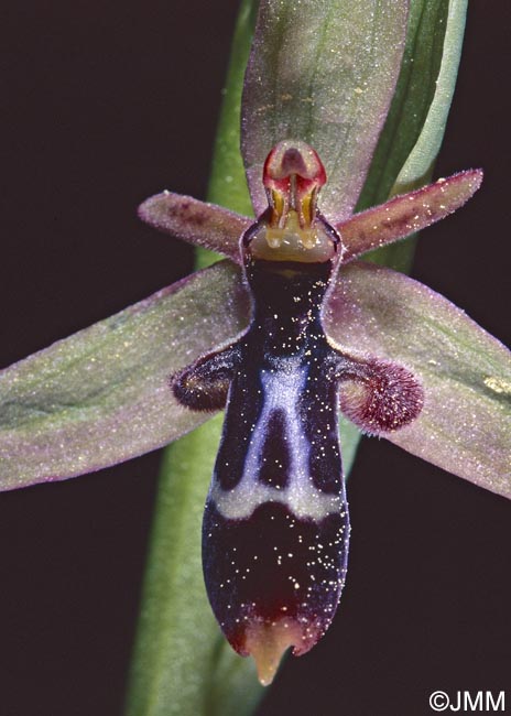 Ophrys cilicica