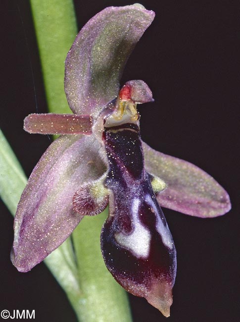 Ophrys cilicica