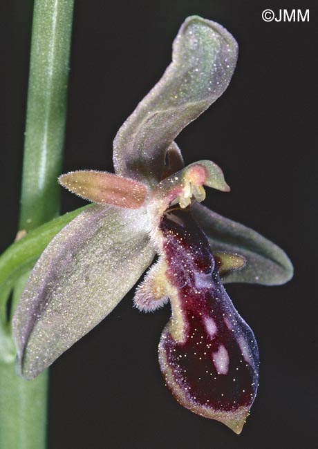 Ophrys cilicica