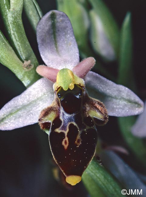 Ophrys hygrophila