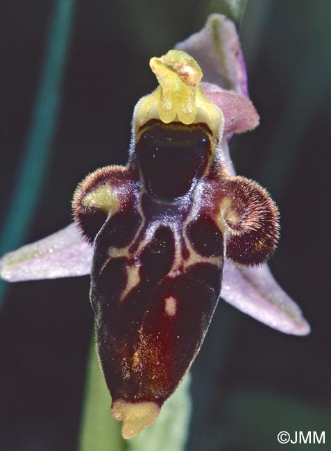 Ophrys hygrophila