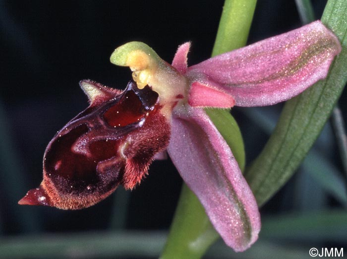 Ophrys hygrophila