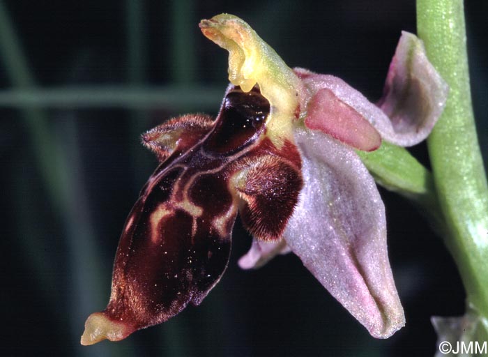 Ophrys hygrophila