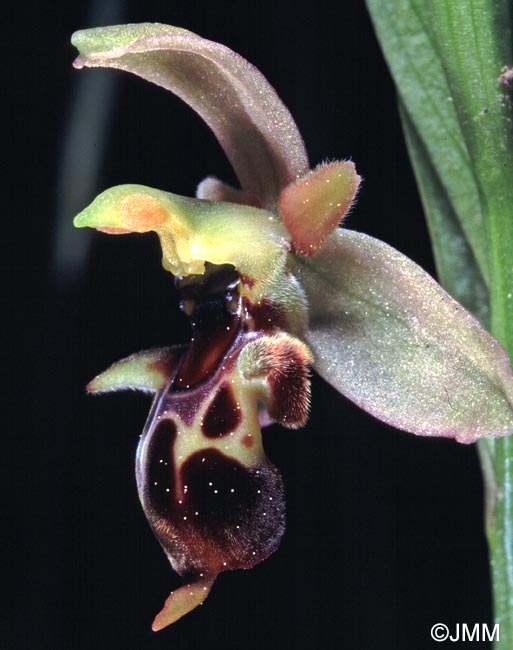 Ophrys hygrophila