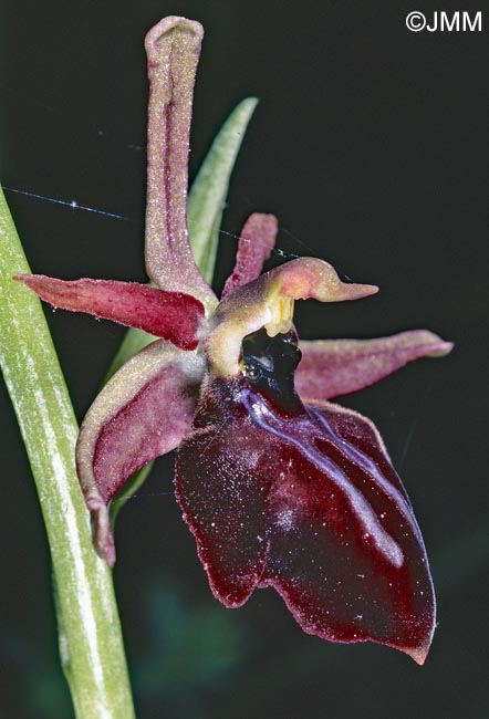 Ophrys iceliensis