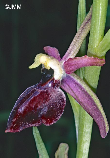 Ophrys iceliensis