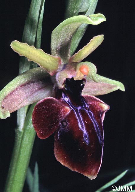 Ophrys iceliensis