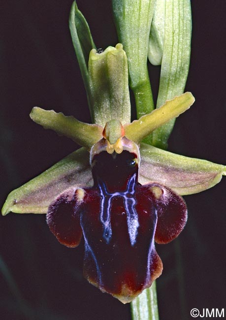 Ophrys iceliensis