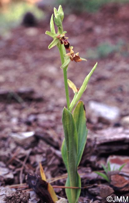 Ophrys isaura