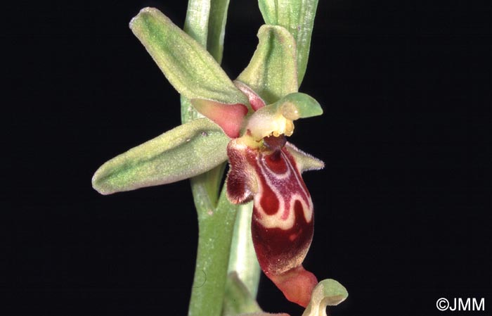 Ophrys isaura