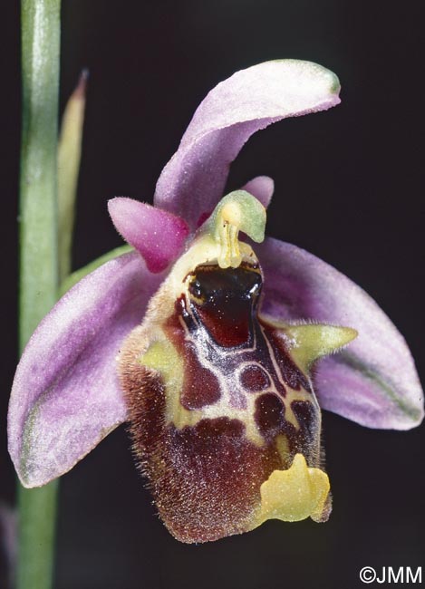Ophrys lyciensis
